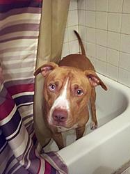 Post Your Pup-1.jpg
