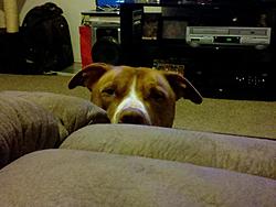 Post Your Pup-1.jpg