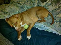 Post Your Pup-2.jpg