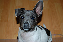 Post Your Pup-jack.jpg