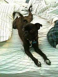 Post Your Pup-kimbo.jpg