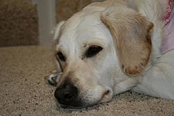 Post Your Pup-043-copy.jpg