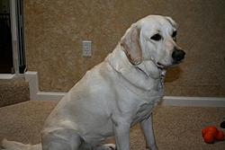 Post Your Pup-044-copy.jpg