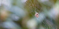 Anyone know what kind of spider this is?-spider-4.jpg