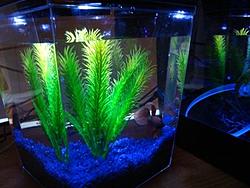 Post a *PIC* of your latest purchase..-fish.jpg