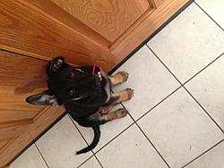 Post Your Pup-image.jpg