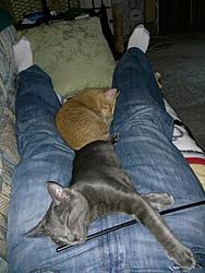 Fostered kittens need a home.-forumrunner_20130814_135012.jpg