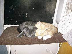 Fostered kittens need a home.-forumrunner_20130814_135105.jpg