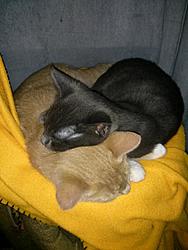 Fostered kittens need a home.-forumrunner_20130814_135156.jpg