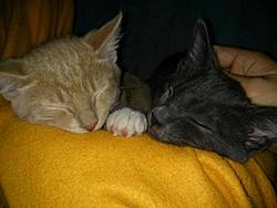 Fostered kittens need a home.-forumrunner_20130814_135215.jpg