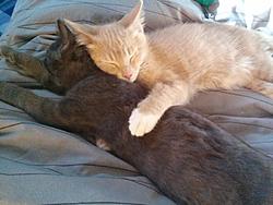 Fostered kittens need a home.-forumrunner_20130814_222854.jpg