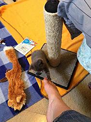 Fostered kittens need a home.-img954298.jpg