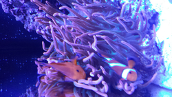BAIC saltwater fish tank thread-forumrunner_20140829_165351.png
