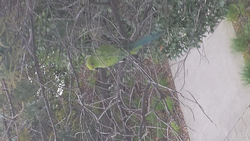 anyone lose a green parrot on the peninsula?-forumrunner_20141015_182405.png
