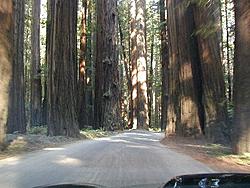Hey North Bay crew- so what's the deal for Sunday?-redwoods.jpg