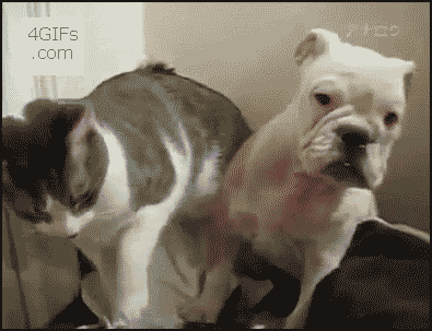 Name:  1297827898627.gif
Views: 368
Size:  1.87 MB