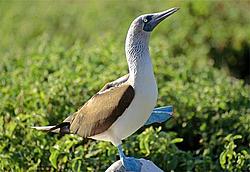 Cliffhanger Sex NWS!-blue-footed-booby.jpg