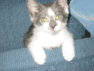 Name:  Kitty2.jpg
Views: 14
Size:  19.2 KB