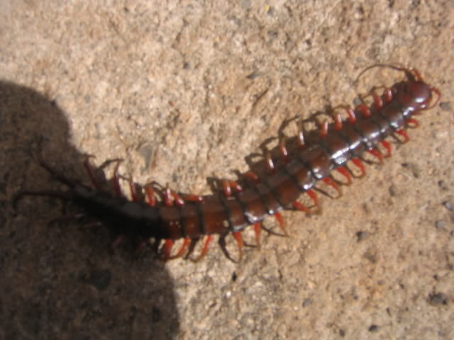 Name:  randomstuff001.jpg
Views: 16
Size:  46.7 KB