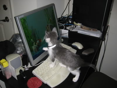 Name:  Kitty6.jpg
Views: 23
Size:  23.5 KB