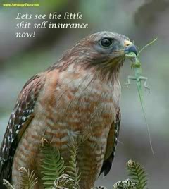 Name:  geico.jpg
Views: 17
Size:  15.1 KB