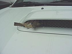 Recon....-bird-scoop-owned.jpg
