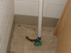 okey.  you gotta(really) read this.-centi2.gif