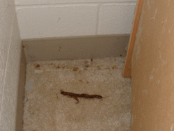 okey.  you gotta(really) read this.-centi3.gif