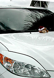 Dec 19th Cruise-teddy.jpg