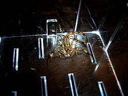 caught 3 scorpions..-dsc01826.jpg