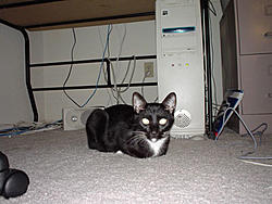 Stephen Wright...-nomi_pic.jpg