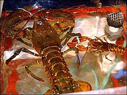 Huge Lobster-lobster.jpg