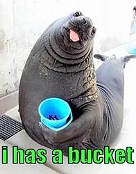this looks like someone i know...-hasabucket.jpg
