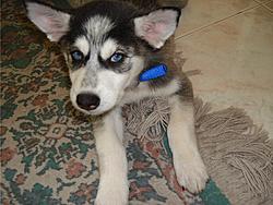 New Dog!!!-doggy1.jpg