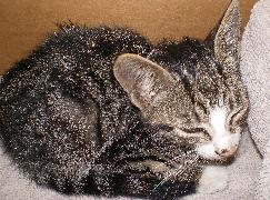 Name:  Kitten1.JPG
Views: 83
Size:  17.0 KB