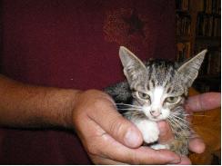 Name:  Kitten2.JPG
Views: 85
Size:  8.0 KB