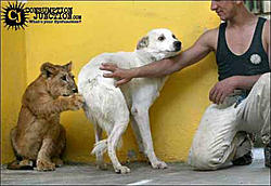 Vf30 ---> Vf34-dogscared.jpg