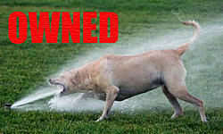 This is sooooo cute.-owneddog.jpg