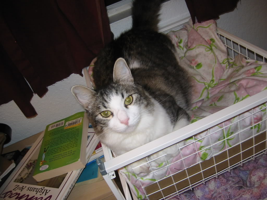 Name:  Biscuit2.jpg
Views: 13
Size:  113.5 KB