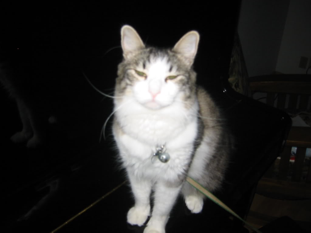 Name:  Biscuit3.jpg
Views: 13
Size:  37.5 KB