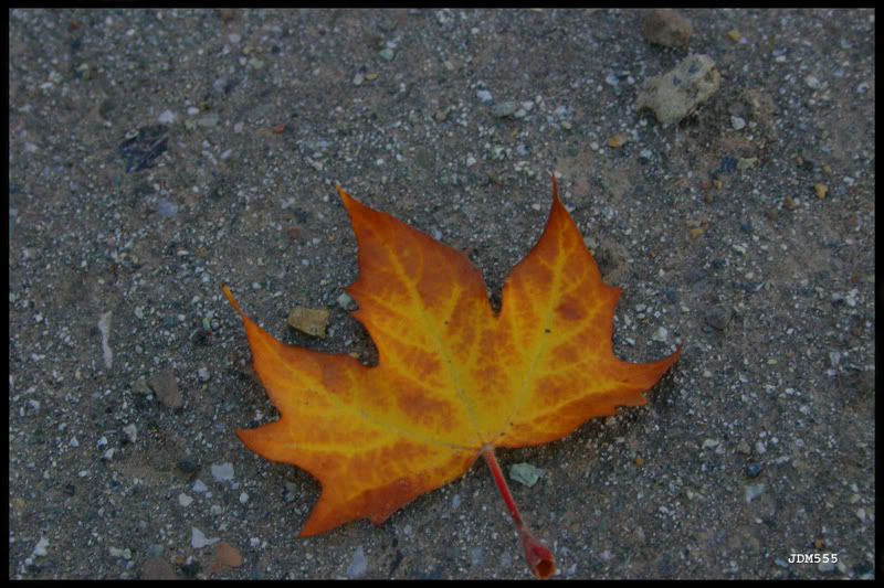Name:  12LeafBig22.jpg
Views: 12
Size:  100.0 KB