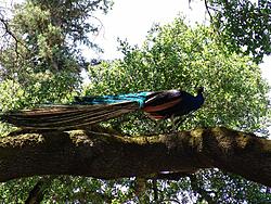 Mt. Hamilton North Bay caravan - July 11th-pacheco-bbq-1.jpg