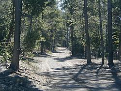 Epic Monte Carlo Style Rally in July-roadthrutrees.jpg