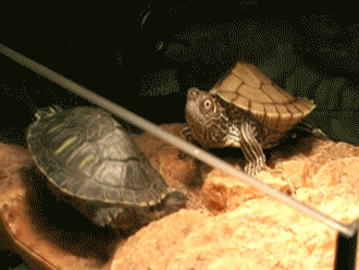 Name:  CsiUrXg.gif
Views: 6
Size:  795.0 KB