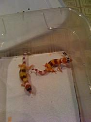 FS: leopard gecko and bearded dragon babies-ert5ydrgnhdt.jpg