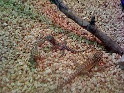 FS: leopard gecko and bearded dragon babies-photoerfergvfergtf.jpg