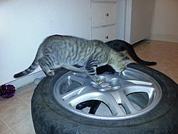 FS: 205 55 16 firestone winterforce-20130112_035822.jpg
