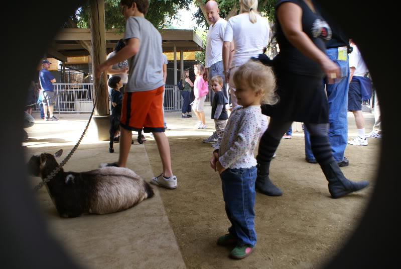 Name:  zooandturkeyday09012.jpg
Views: 48
Size:  107.5 KB