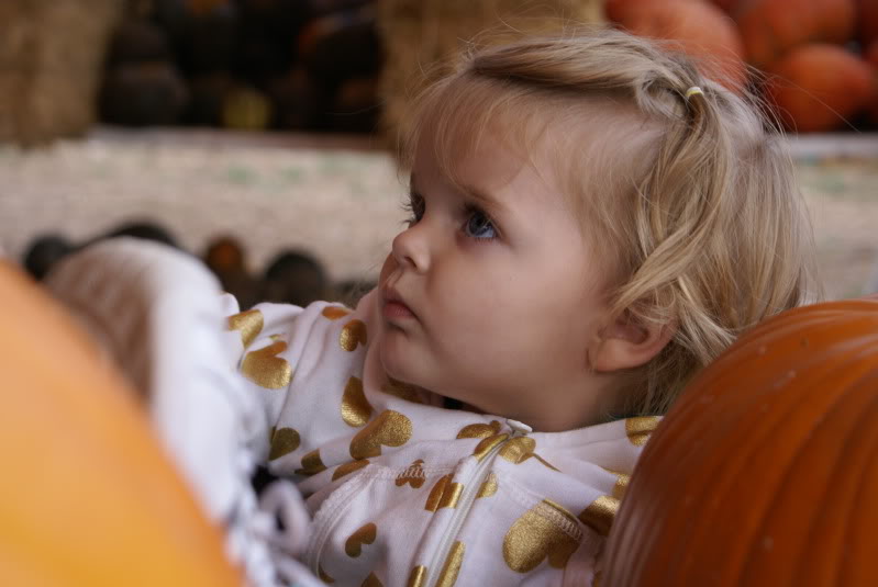 Name:  PumpkinpatchOct09175.jpg
Views: 41
Size:  71.8 KB