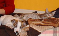 Winter Setup-dogcat1.jpg